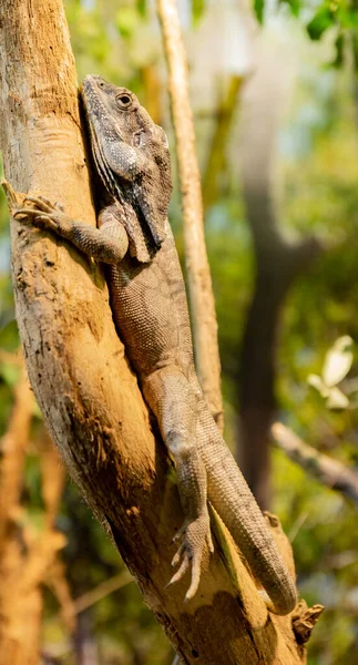 Kadal Pohon — Stok Foto