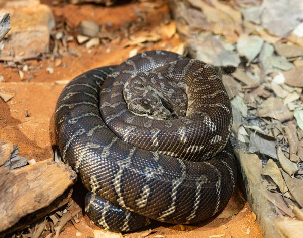 Kumdaki Kara Yılan — Stok fotoğraf