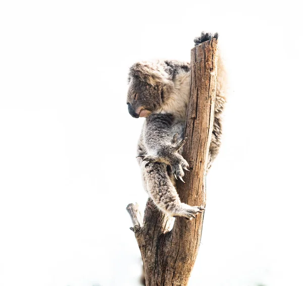 Rdzenne Zwierzę Australii Zwane Koala — Zdjęcie stockowe
