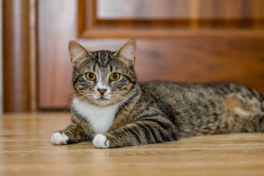 Güzel, ciddi, gri bir kedi yerde yatıyor.