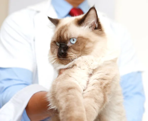 수의사이자 페르시아인 고양이 — 스톡 사진
