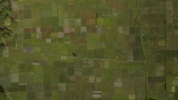 Падди рисовое поле во время сбора урожая. Зеленые горлышки, ломбок, Бали — стоковое видео