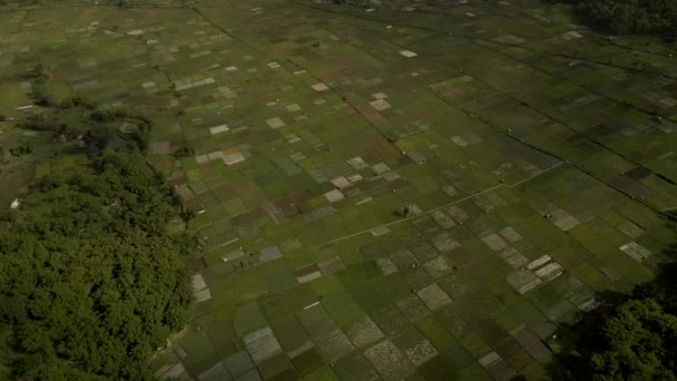 Поле рису, пальми, гора Рінджані. Атракціон ломбок (Індонезія). — стокове відео