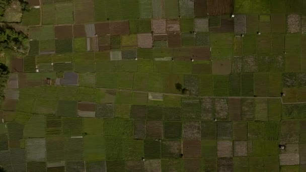 Blick von oben auf landwirtschaftliche Landschaften. Grüne Reisfelder, Anziehungskraft von Lombok — Stockvideo