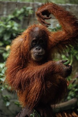 Endonezya, Sumatra adasından Orangutan ağaç gövdesinde oturuyor.