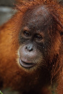 Ünlü ve nesli tükenmekte olan sumatra orangutanının portresi.