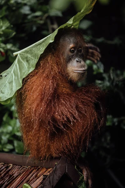L'orango di Sumatra in habitat naturale. Bukit Lawang, Indonesia Foto Stock