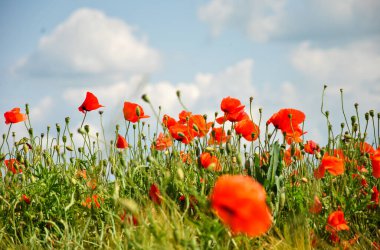 Güneşli bir günde tarlada kırmızı gelincikler. bulanık