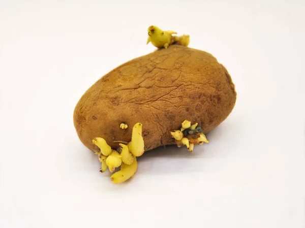 sprouted potatoes for planting. white background and blur