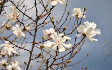 Beyaz manolya çiçekleri ve arka planda karanlık gökyüzü