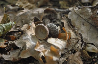 acorn caps on dry leaves