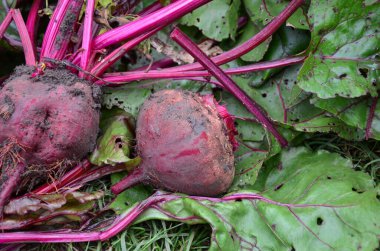 Kırmızı pancar hasadı yakın plan. Doğal tarım ürünleri
