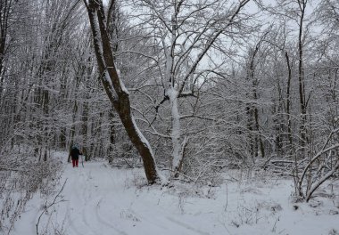 Siluet kadın, karla kaplı ağaçlarla dolu güzel bir ormanlık alana doğru yürüyor..