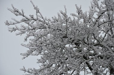 Şiddetli bir buz fırtınasının sonuçları. Bitki örtüsünün üzerinde donuk bir don. Dondurucu yağmur hasarı. Doğal anormallik, buzlu hava tehlikesi.