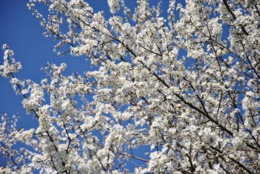 Aydınlık bir bahar gününde, açık mavi gökyüzüne karşı beyaz ağaçlar dallanır..