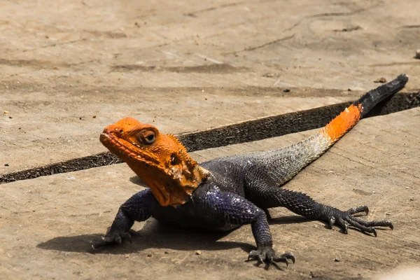 Agama lizzard — Stock fotografie