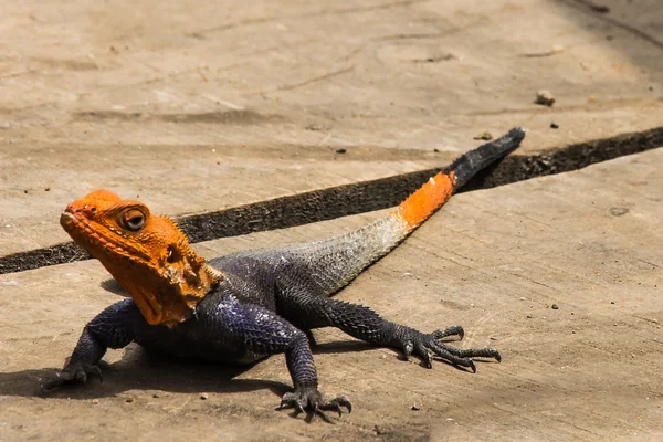 Agama lizzard