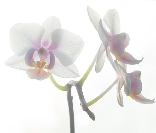 Foto de alta exposición de la flor blanca de la orquídea de Phalenopsis — Foto de Stock