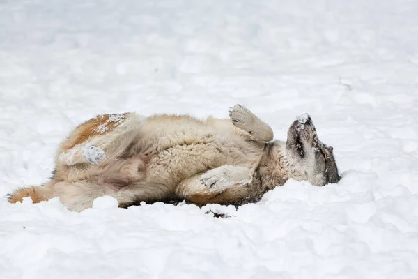 Šedý evropský vlk Canis lupus lupus válející se ve sněhu — Stock fotografie