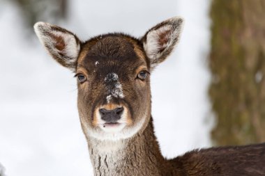 Dama dama 'nın karla kaplı kış manzarasında çekilmiş bir portresi.