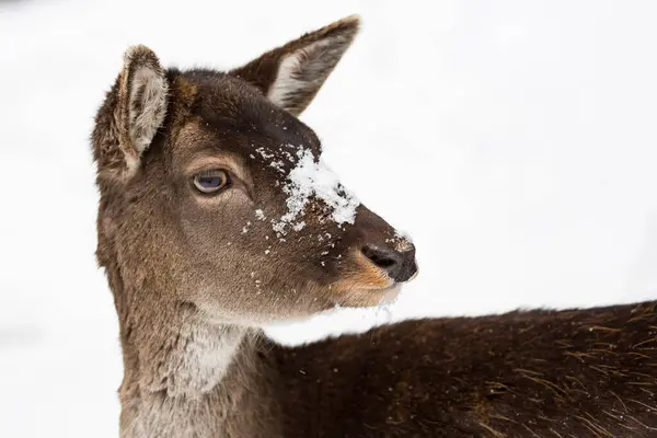 Cervo de pousio fêmea Dama dama retrato na paisagem de inverno coberto de neve — Fotografia de Stock