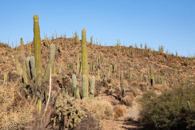 Baja California, Meksika 'da bolca kardon ya da fil kaktüsü Pachycereus pringlei.
