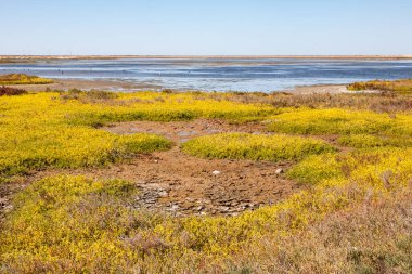 Guerrero Negro 'daki renkli bataklık manzarası, Baja California Sur, Meksika