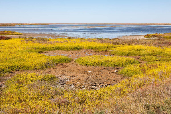 Colorful marsh landscape in Guerrero Negro, Baja California Sur, Mexico