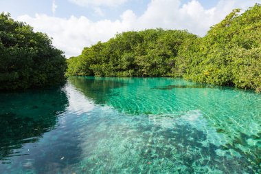 Casa cenote, Tulum, Quintana Roo, Yucatan yarımadası, Meksika 'nın kuzeyindeki Riviera Maya' nın en güzel yerlerinden biridir.