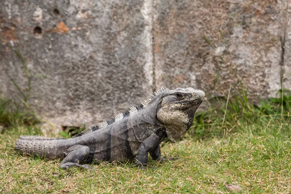Iguana nera dalla coda spinosa Ctenosaura similis a Uxmal, Yucatan, Messico — Foto Stock
