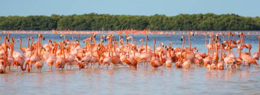 Amerikalı namı diğer Karayip flamingoları Phoenicopterus ruber Celestun, Yucatan, Meksika 'da