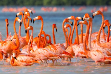 Amerikalı namı diğer Karayip flamingoları Phoenicopterus ruber Celestun, Yucatan, Meksika 'da