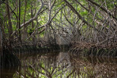 Mangrove çalılığı Celestun, Yucatan, Meksika gölünde.