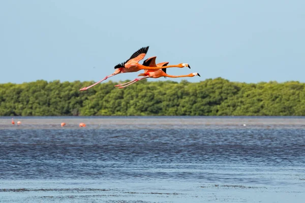 Dos flamencos caribeños, también conocidos como Phoenicopterus ruber, sobrevuelan la laguna de Celestún, Yucatán, México — Foto de Stock