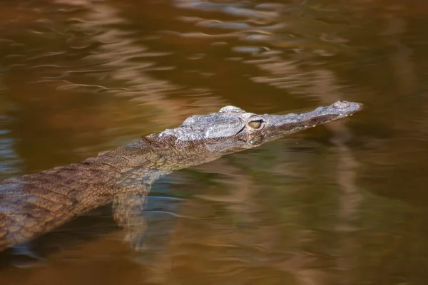 Giovane coccodrillo del Nilo Crocodylus niloticus in un fiume nel Kruger National Park, Sud Africa — Foto Stock