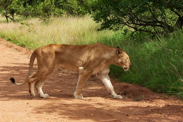 Lioness crossing a dirt road in Kruger National Park, South Africa — Stock Photo, Image