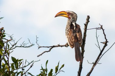 Kruger Ulusal Parkı, Mpumalanga, Güney Afrika 'da Erkek Güneyli sarı gagalı Hornbill Tockus lökomileri