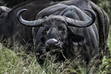 Afrika Bizonu Syncerus caffer Kruger Ulusal Parkı, Mpumalanga, Güney Afrika