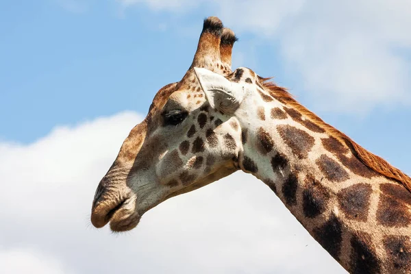 Retrato de um touro girafa macho no Parque Nacional Kruger, Mpumalanga, África do Sul — Fotografia de Stock