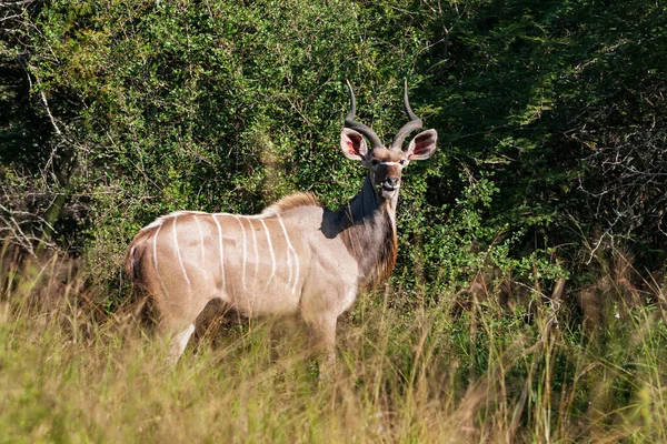 Homem Grande kudu antílope touro Tragelaphus strepsiceros na floresta de Kruger National Park, África do Sul — Fotografia de Stock