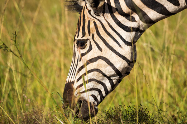 Close-up head portrait of a Zebra Equus quagga eating grass in Ithala Game Reserve, KwaZulu-Natal, South Africa