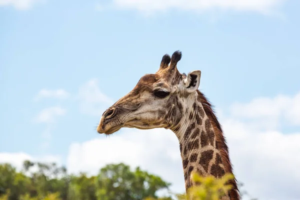 Retrato de close-up de uma girafa feminina, Ithala Game Reserve, KwaZulu-Natal, África do Sul — Fotografia de Stock