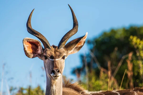 Retrato de um homem Greater Kudu buck Tragelaphus strepsiceros, Ithala Reserva de caça, KwaZulu-Natal, África do Sul — Fotografia de Stock