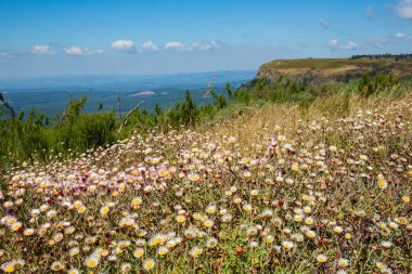 Meksika Fleabane Erigeron Karvinskianus Blyde Nehri Kanyonu, Mpumalanga, Güney Afrika 'da çiçek açtı