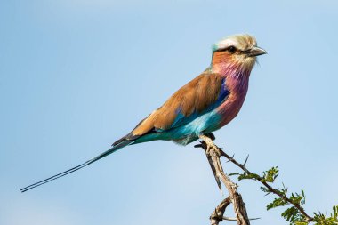 Leylak göğüslü roller Coracias caudatus, Kruger Ulusal Parkı, Güney Afrika