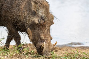 Yaygın yaban domuzu Phacochoerus africanus 'un çimlerin üzerinde duruşu, Kruger Ulusal Parkı, Güney Afrika
