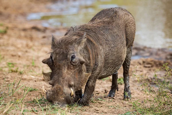 Vooraanzicht van een gemeenschappelijke wrattenzwijn Phacochoerus africanus voeden van gras, Kruger National Park, Zuid-Afrika — Stockfoto