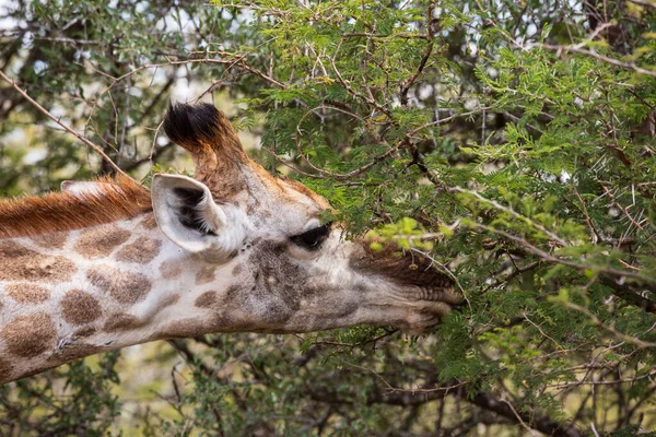 Retrato de perto de uma girafa fêmea alimentando-se de uma árvore de acácia, o Parque Nacional Kruger. África do Sul — Fotografia de Stock