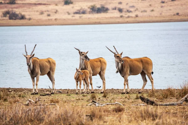 Um grupo de antilopes terrestres comuns taurotragus oryx em Mankwe Dam, Pilanesberg National Park, África do Sul — Fotografia de Stock