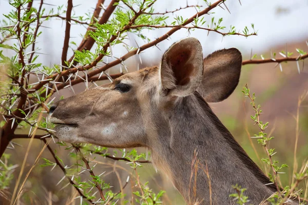 Fêmea Grande Kudu antílope Tragelaphus strepsiceros alimentação de acácia árvore, Pilanesberg National Park, África do Sul — Fotografia de Stock